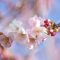 Kleuradvies lentetype - heldere warme kleuren kleding en make-up voor lentetype vrouw bij Donna Colori