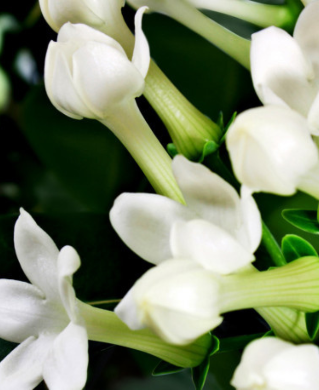 BOREAL AMBER damesparfum fles - oriental houtachtige geur Yodeyma