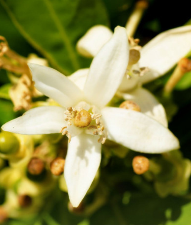 LIS damesparfum fles - bloemige gourmand geur Yodeyma