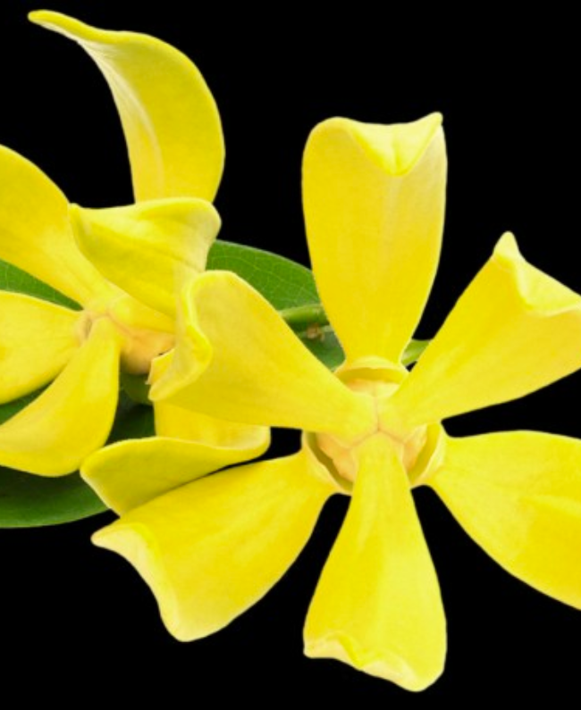 SUERTE parfum fles detail - oriëntaal bloemen geur geïnspireerd door Pure XS Rabanne