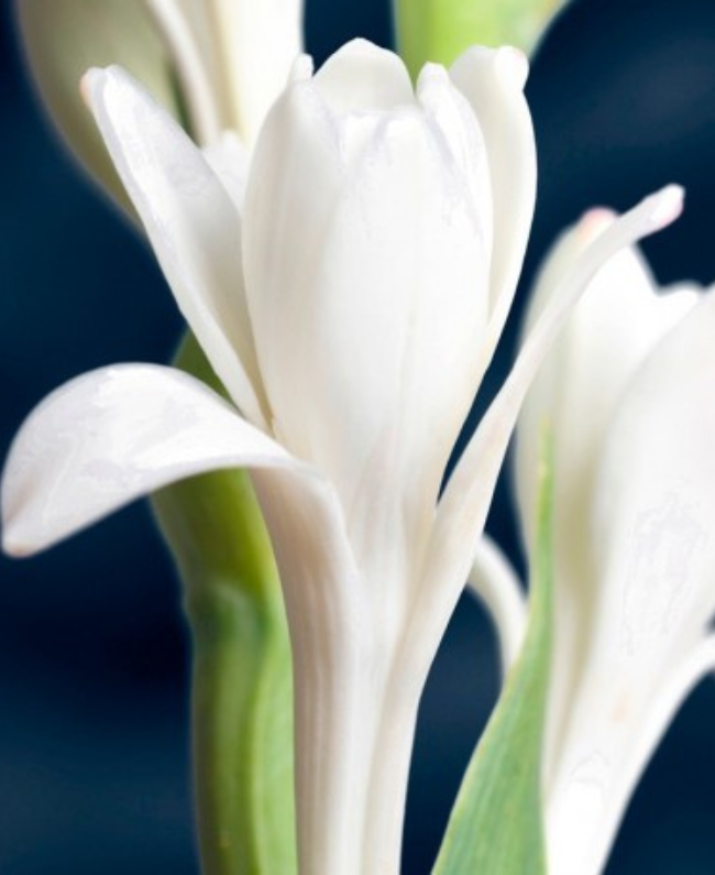 YODE damesparfum fles - bloemige geur Yodeyma