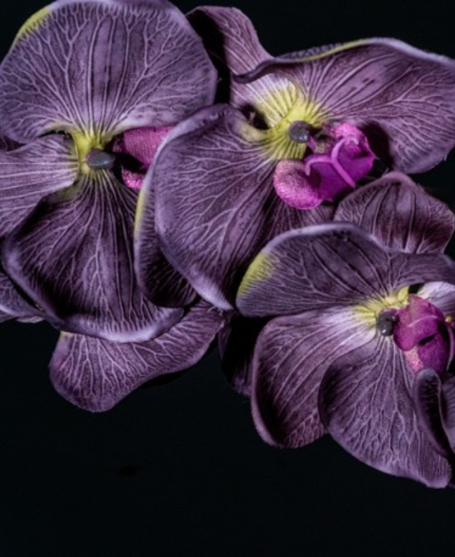 OUDE parfum fles detail - amber chypre geur geïnspireerd door Black Orchid Tom Ford