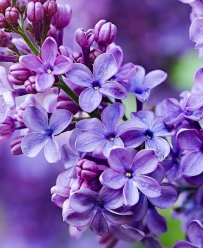 SILK ELIXER parfum fles detail - oriental houtachtig geur geïnspireerd door Oud Satin Mood Maison Francis Kurkdjian